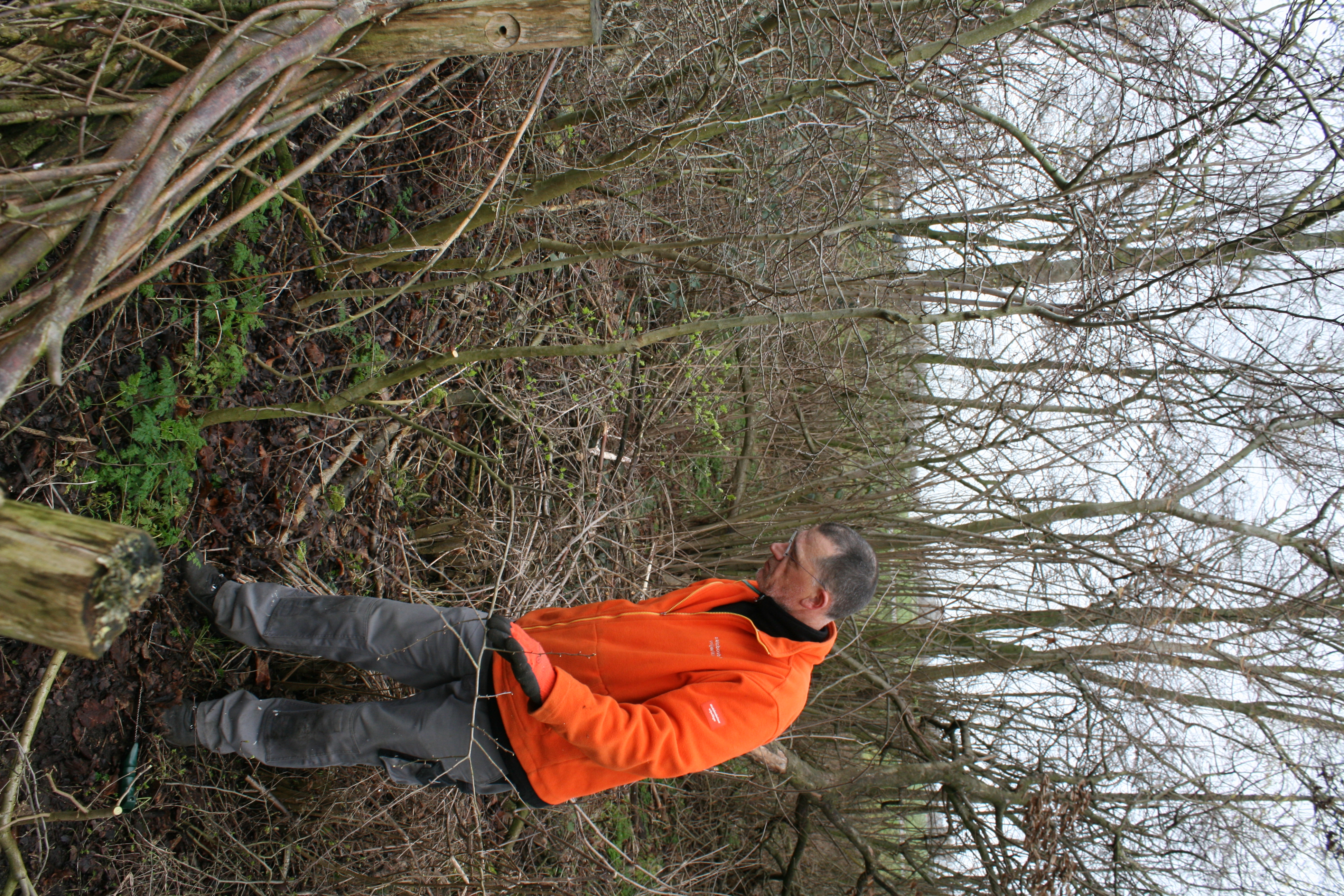 Knotploeg (Spookverlaat). Foto van Margot Klingers.